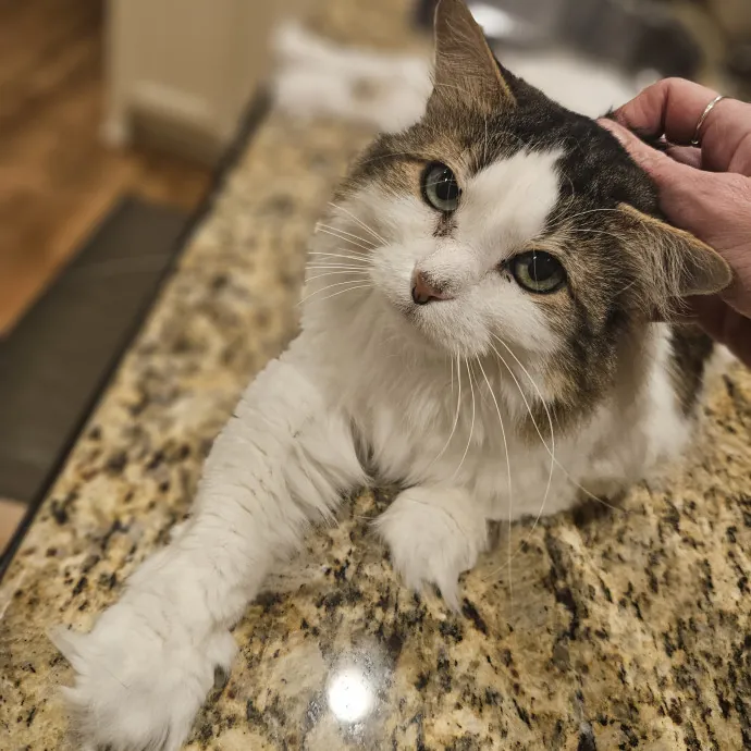 Tulsa Furriends