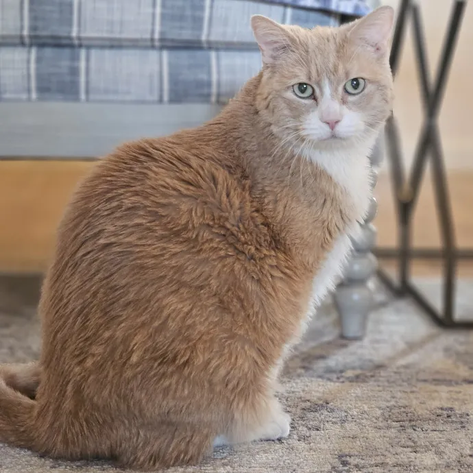 Tulsa Furriends