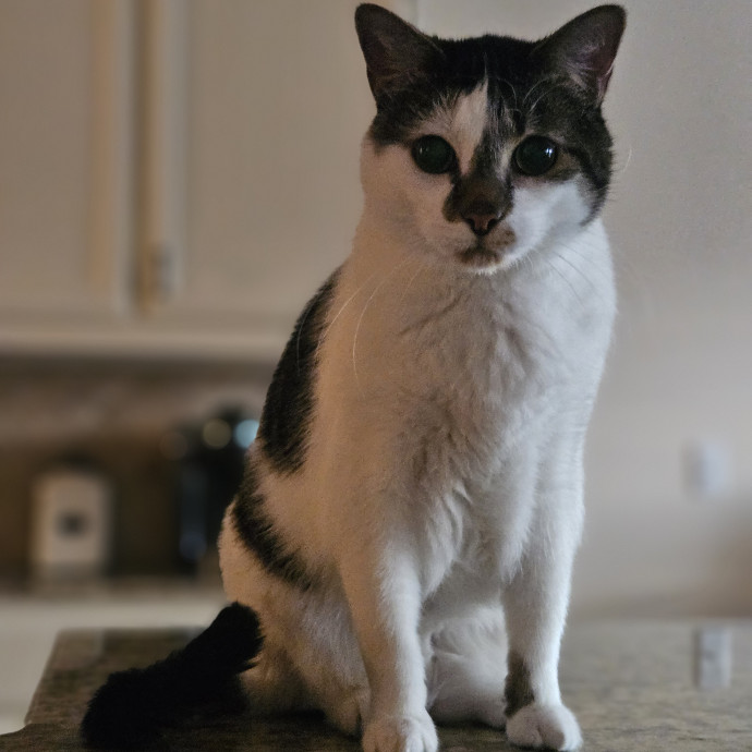 Tulsa Furriends