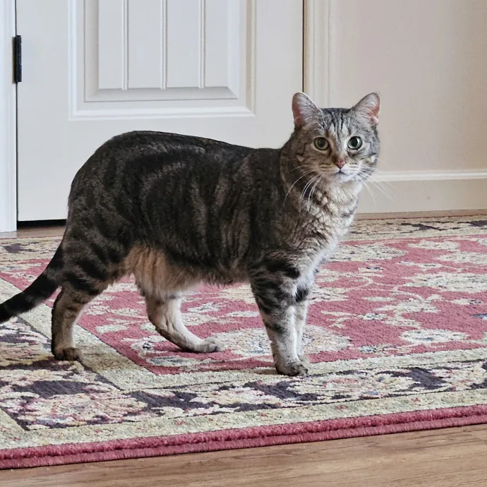 Tulsa Furriends