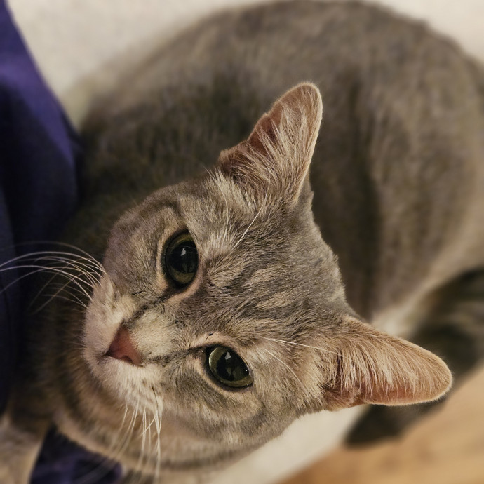 Tulsa Furriends