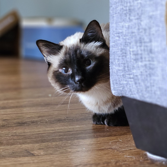 Tulsa Furriends