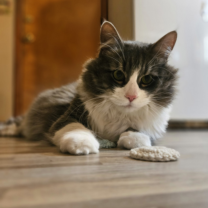 Tulsa Furriends