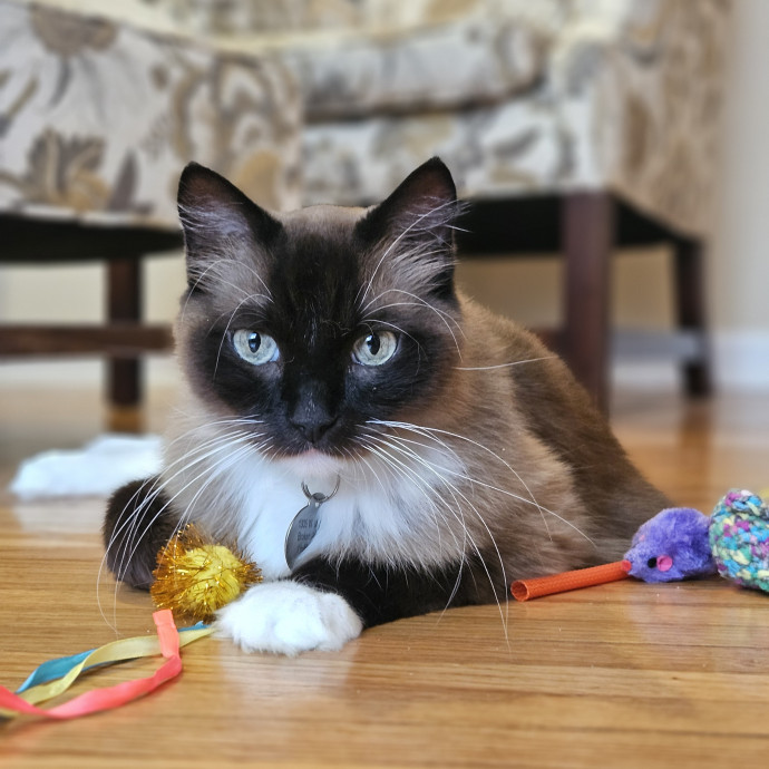 Tulsa Furriends