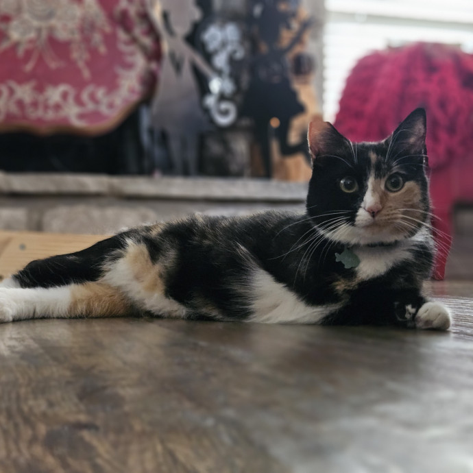 Tulsa Furriends