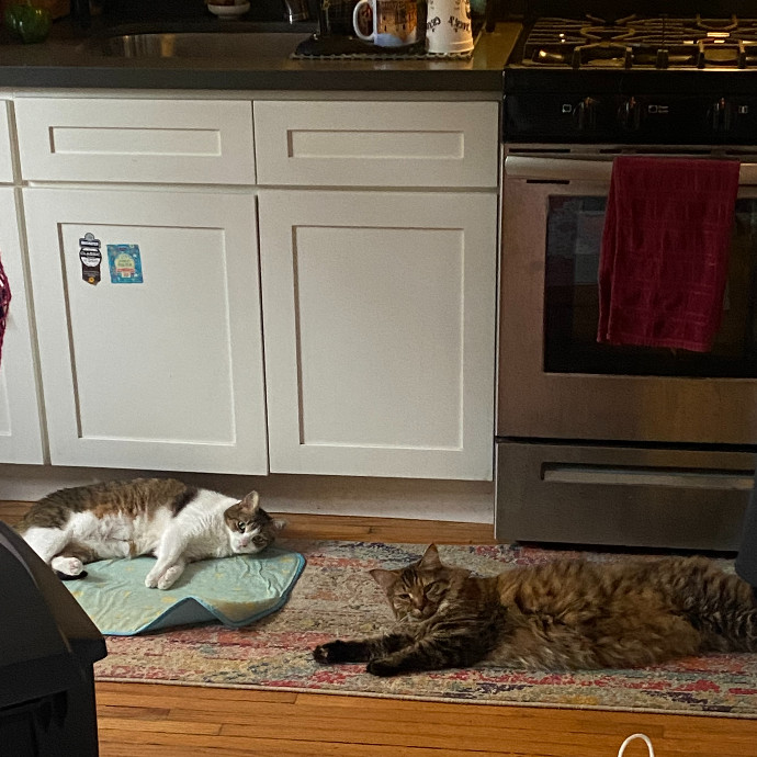 Cat Mama Happy To Care For Your Babies photo 2
