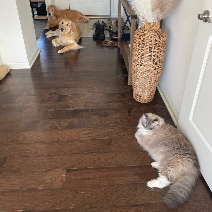 Whisker Whisperer