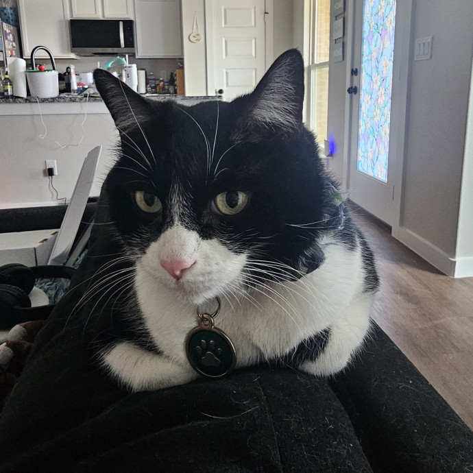 Kitty Kate