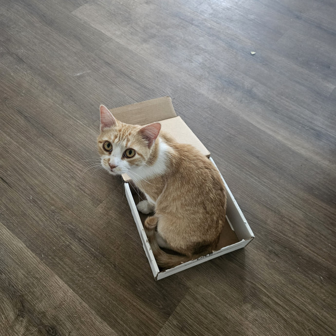 Kitty Kate