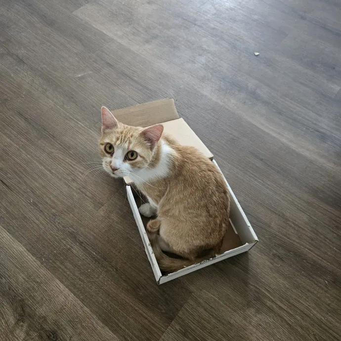 Kitty Kate