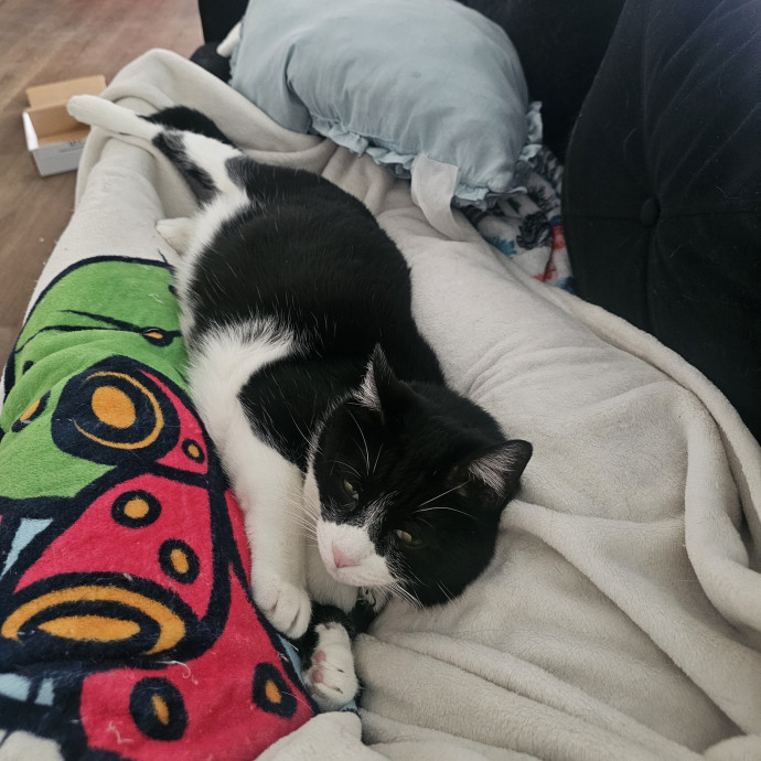 Kitty Kate