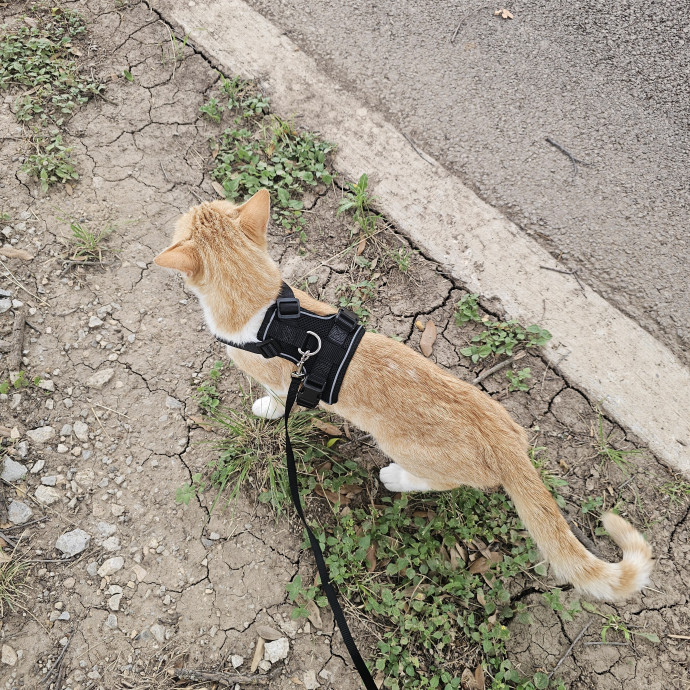 Kitty Kate