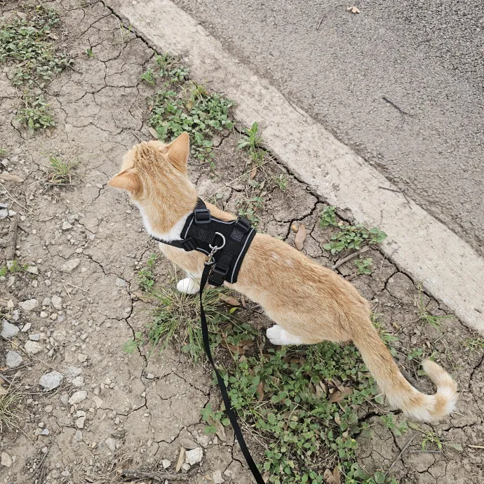 Kitty Kate photo 2