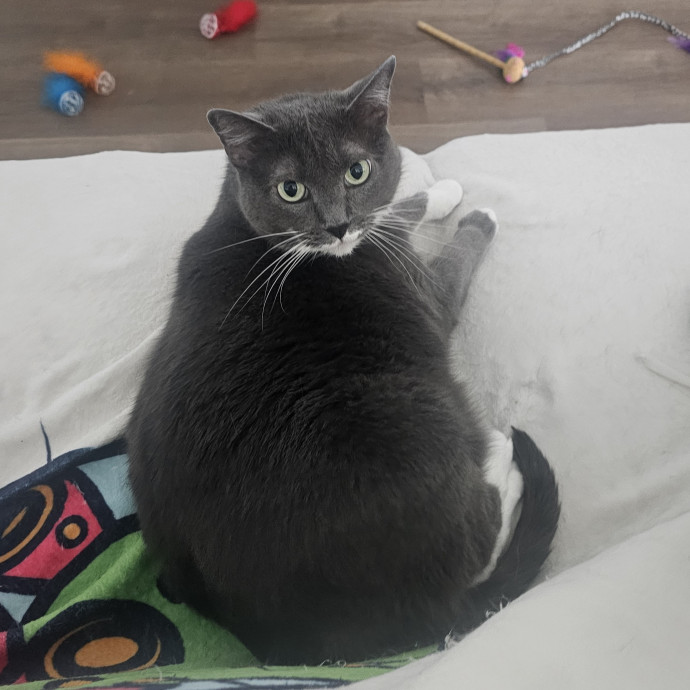 Kitty Kate photo 2