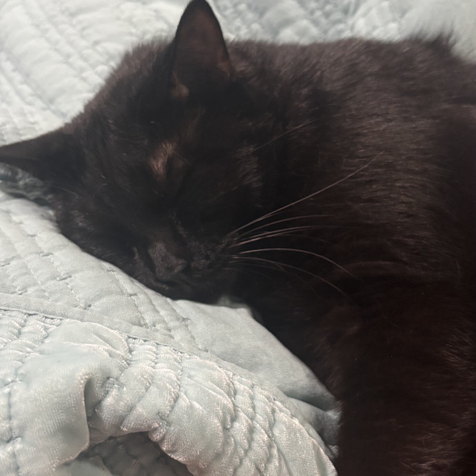 Lifelong Cat Lover