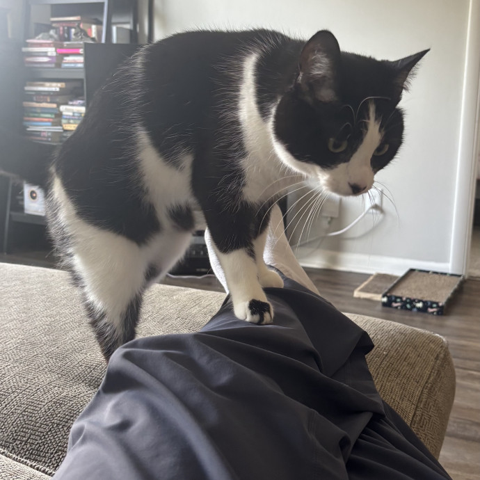 Lifelong Cat Lover