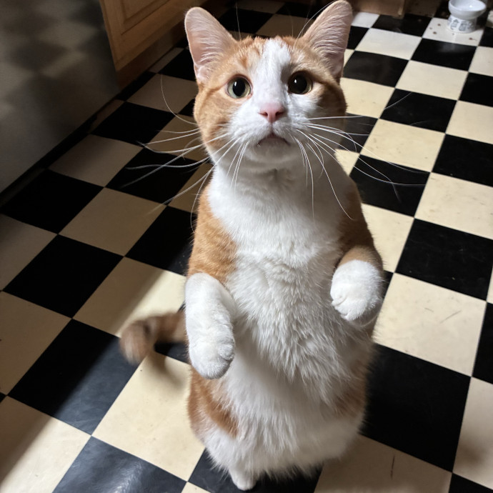 Lifelong Cat Lover