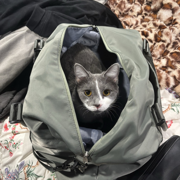 Lifelong Cat Lover