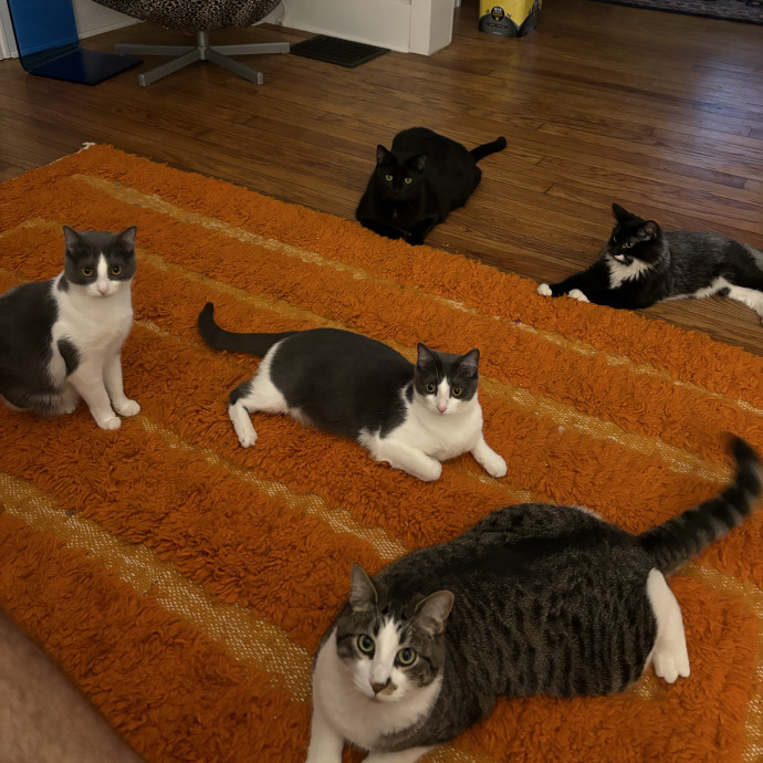 Lifelong Cat Lover