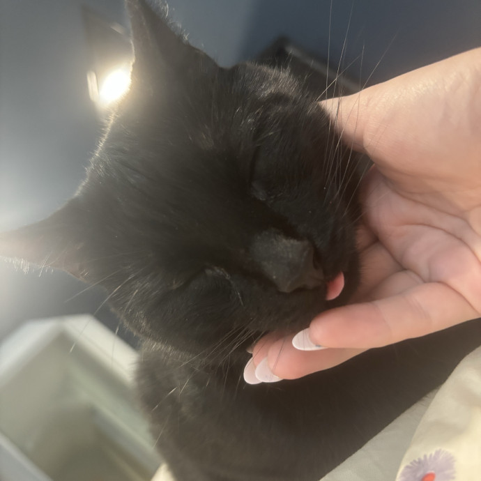 Lifelong Cat Lover photo 3