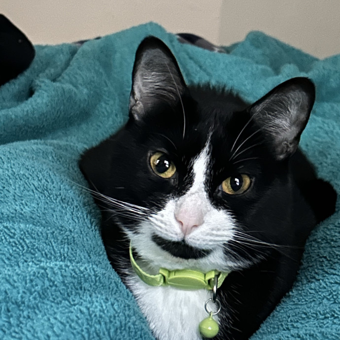 Pawsome Cat Sitter And Cat Lady