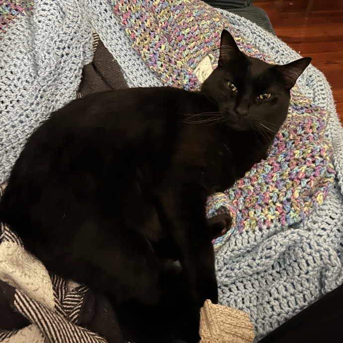 Pawsome Cat Sitter And Cat Lady