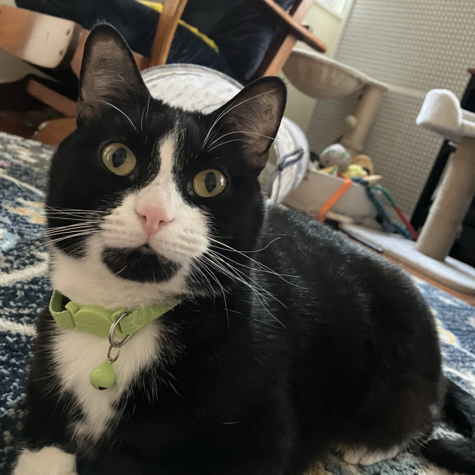 Pawsome Cat Sitter And Cat Lady