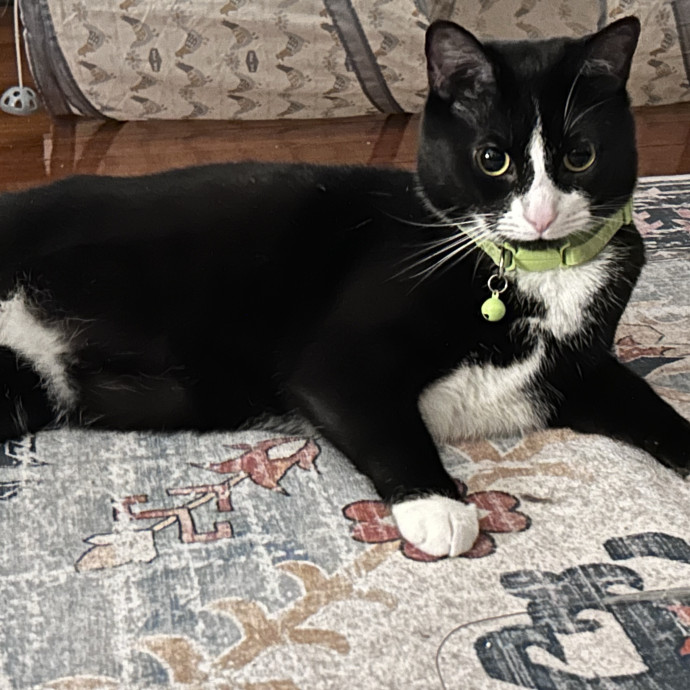 Pawsome Cat Sitter And Cat Lady photo 2