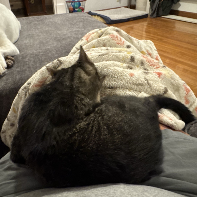 Purrfect Cat Lady Here