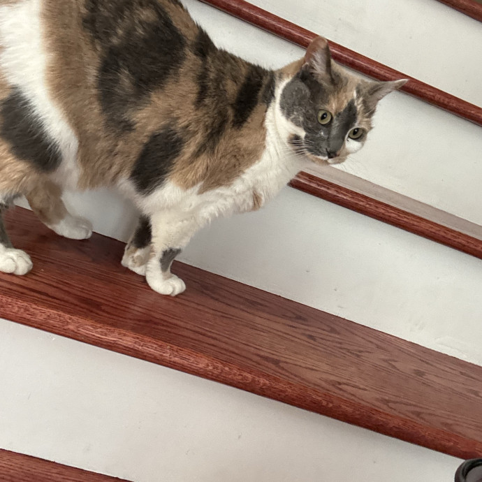 Purrfect Cat Lady Here