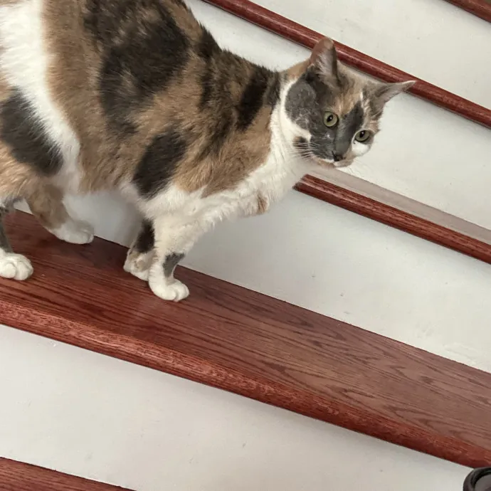 Purrfect Cat Lady Here