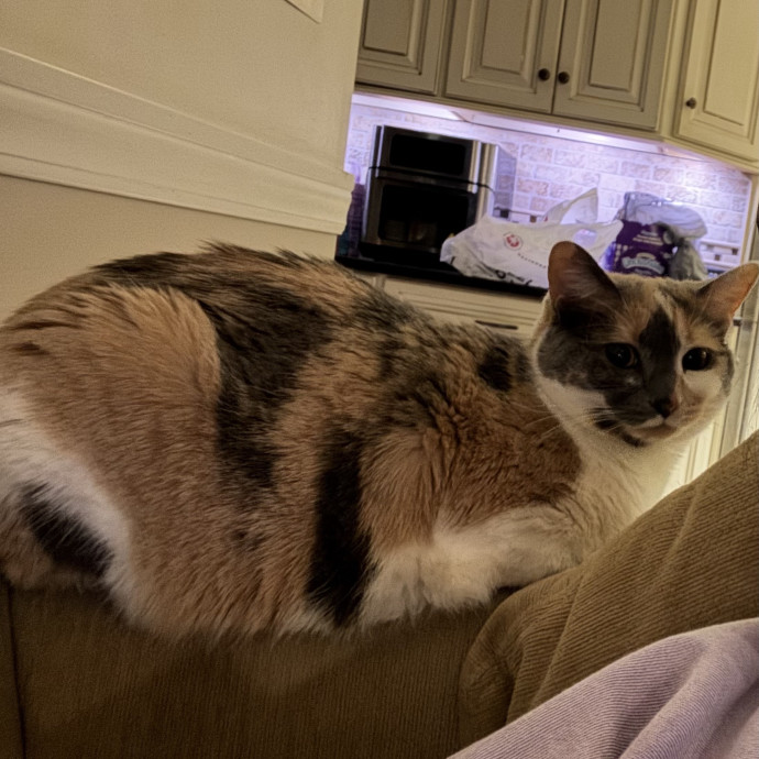Purrfect Cat Lady Here