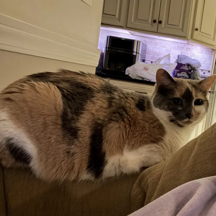 Purrfect Cat Lady Here