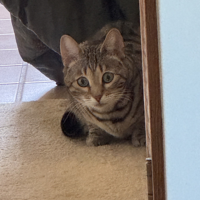 Purrfect Cat Lady Here