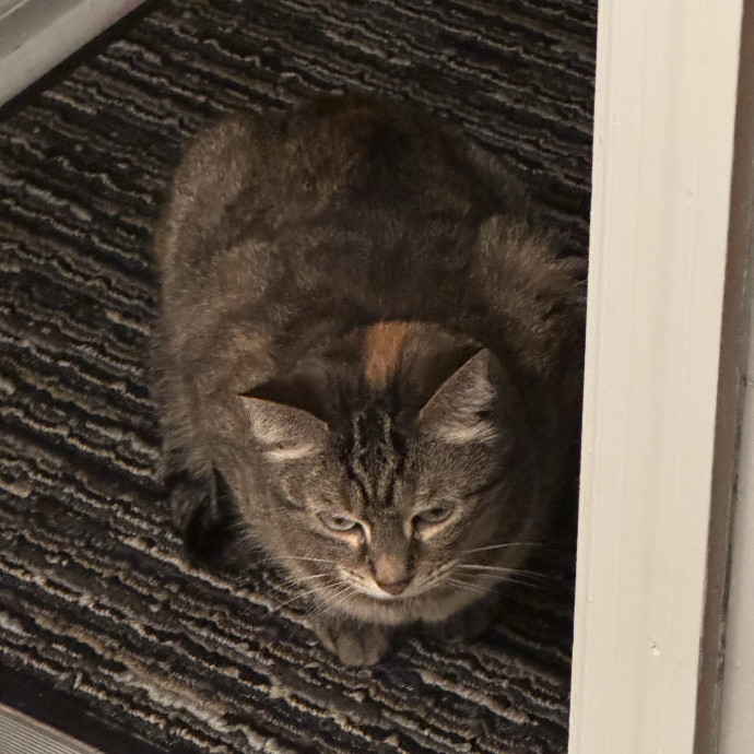 Purrfect Cat Lady Here