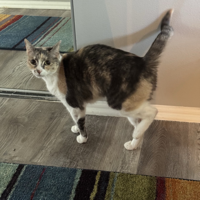 Purrfect Cat Lady Here
