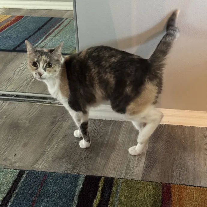 Purrfect Cat Lady Here