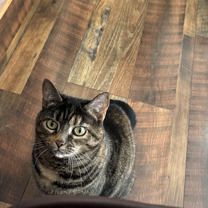 Purrfect Cat Lady Here