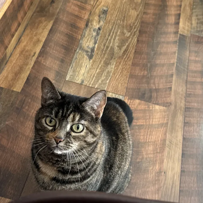 Purrfect Cat Lady Here