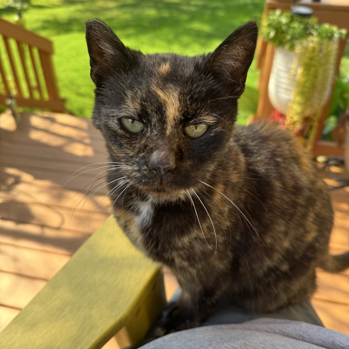 Purrfect Cat Lady Here