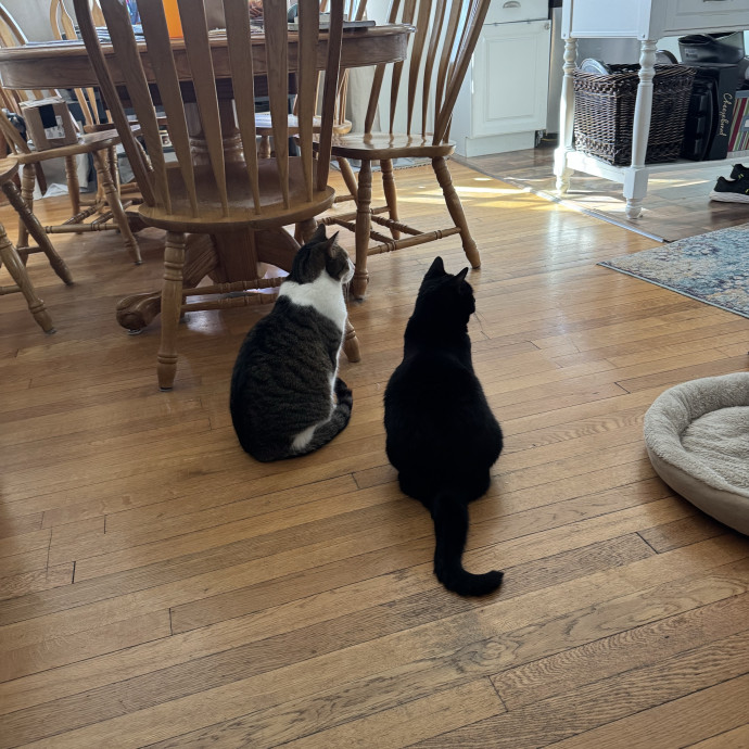 Purrfect Cat Lady Here