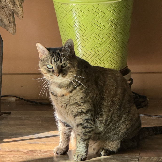 Purrfect Cat Lady Here