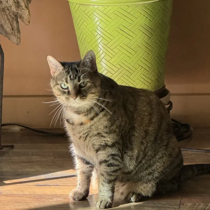 Purrfect Cat Lady Here