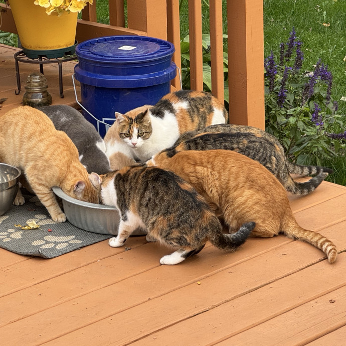 Purrfect Cat Lady Here