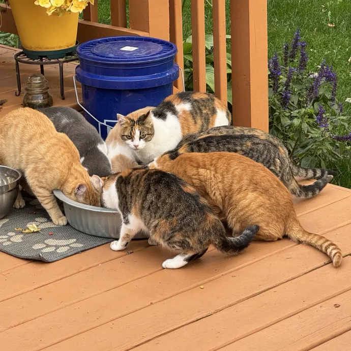 Purrfect Cat Lady Here