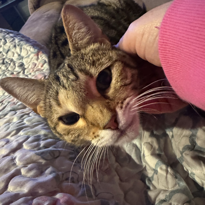 Purrfect Cat Lady Here