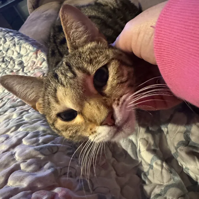 Purrfect Cat Lady Here