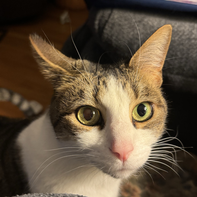 Purrfect Cat Lady Here