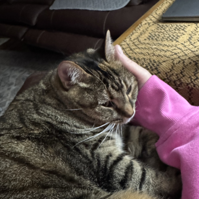 Purrfect Cat Lady Here