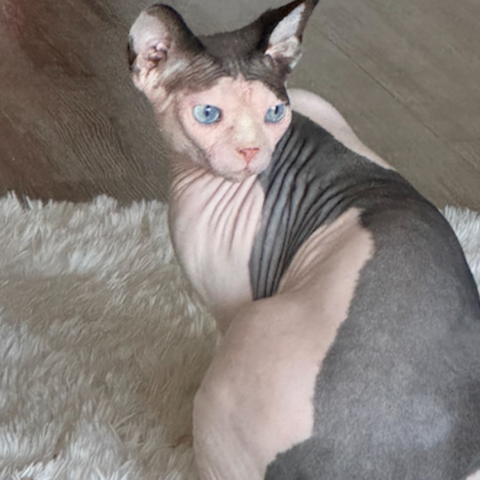 Purrfect Cat Lady Here